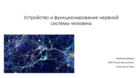 Иллюстрация к новости: Нейропятница: устройство и функционирование нервной системы человека